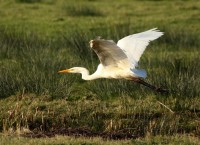 De Nieuwe Droogmaking
